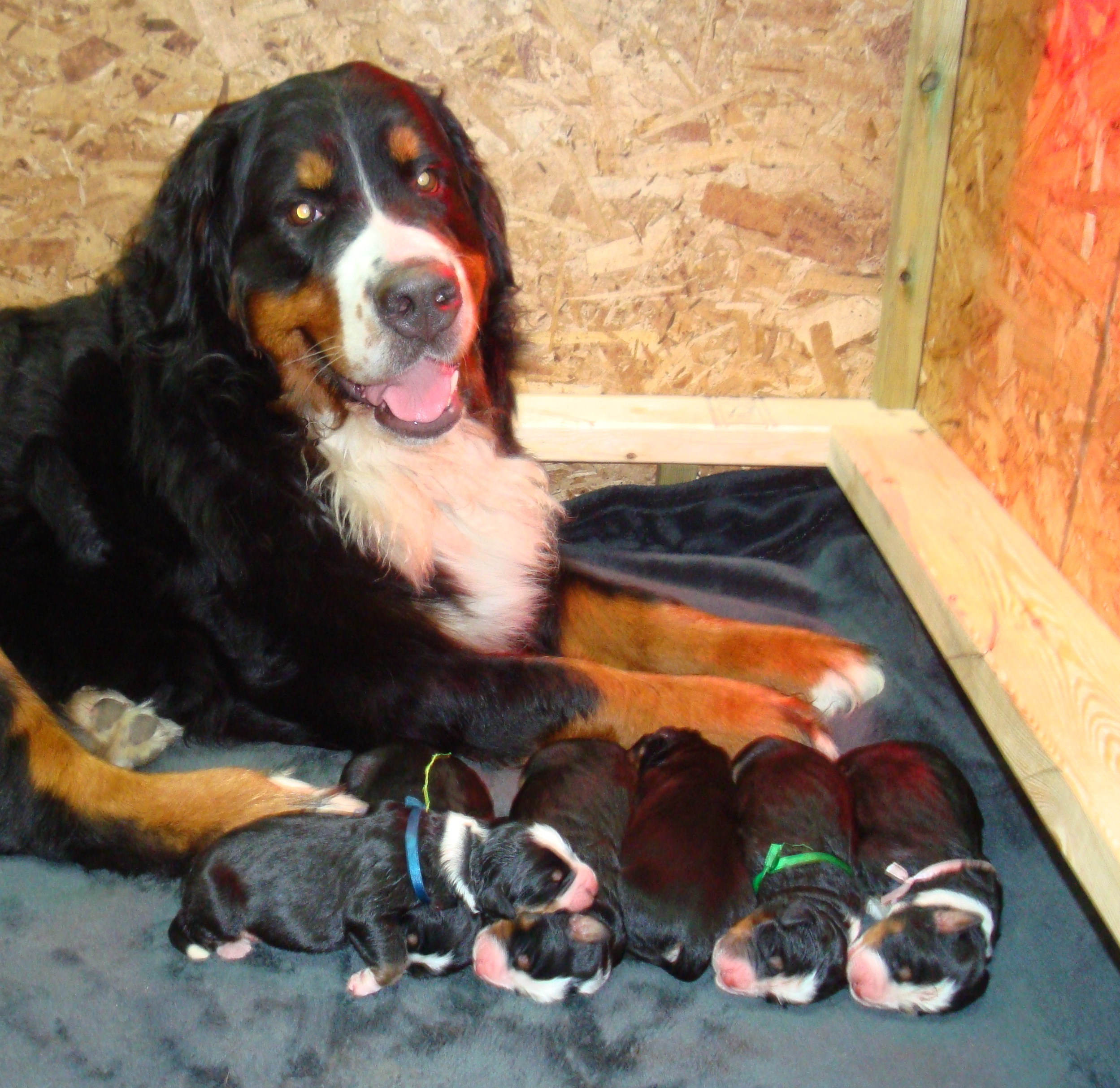 Lucy and puppies Lucy and puppies